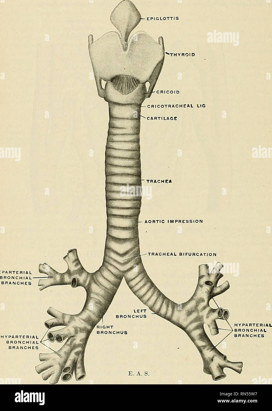 Deep cardiac plexus hires stock photography and images Alamy