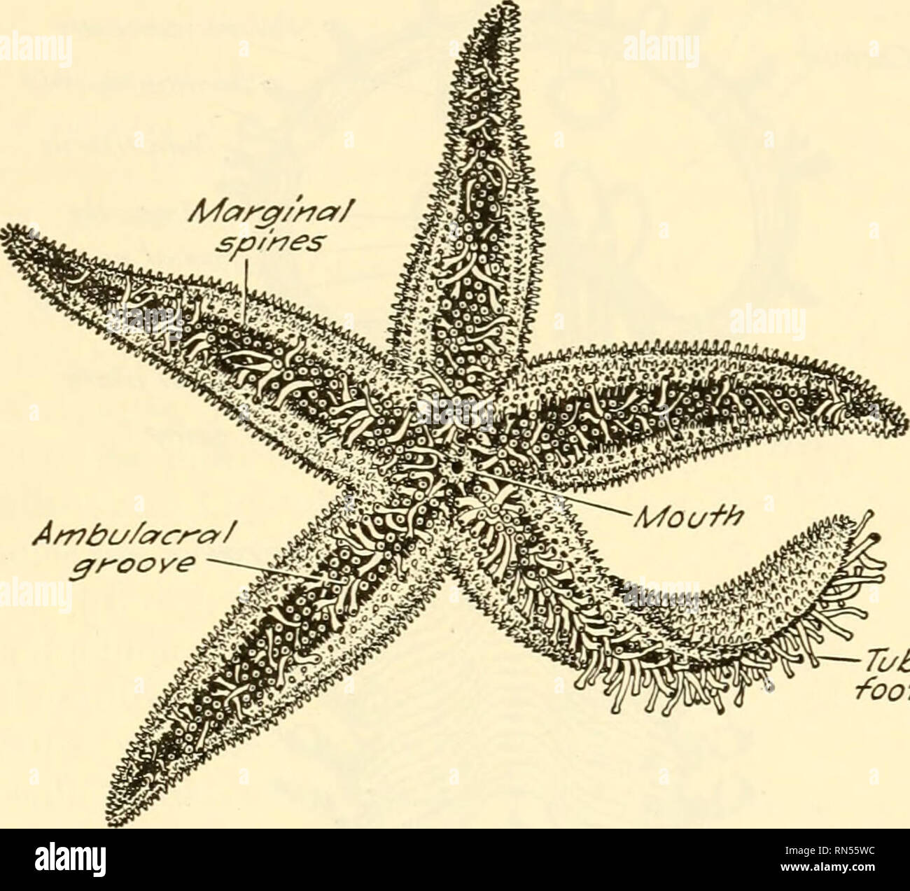 . Animal biology. Zoology; Biology. STARFISH 195 224. External Appearance.—A typical starfish is an animal consisting of a disc from which arise five rays. The bases of these rays occupy the whole circumference of the disc, but they taper to blunt points at their tips. The upper, aboral surface (Fig, 108) is covered with spines, around the base of which are grouped very minute organs known as pedicellariae. When examined under the microscope a pedicellaria (Fig. 110 A) is seen to possess two jaws which differ somewhat in different types. These structures serve to rid the surface of the body of Stock Photo