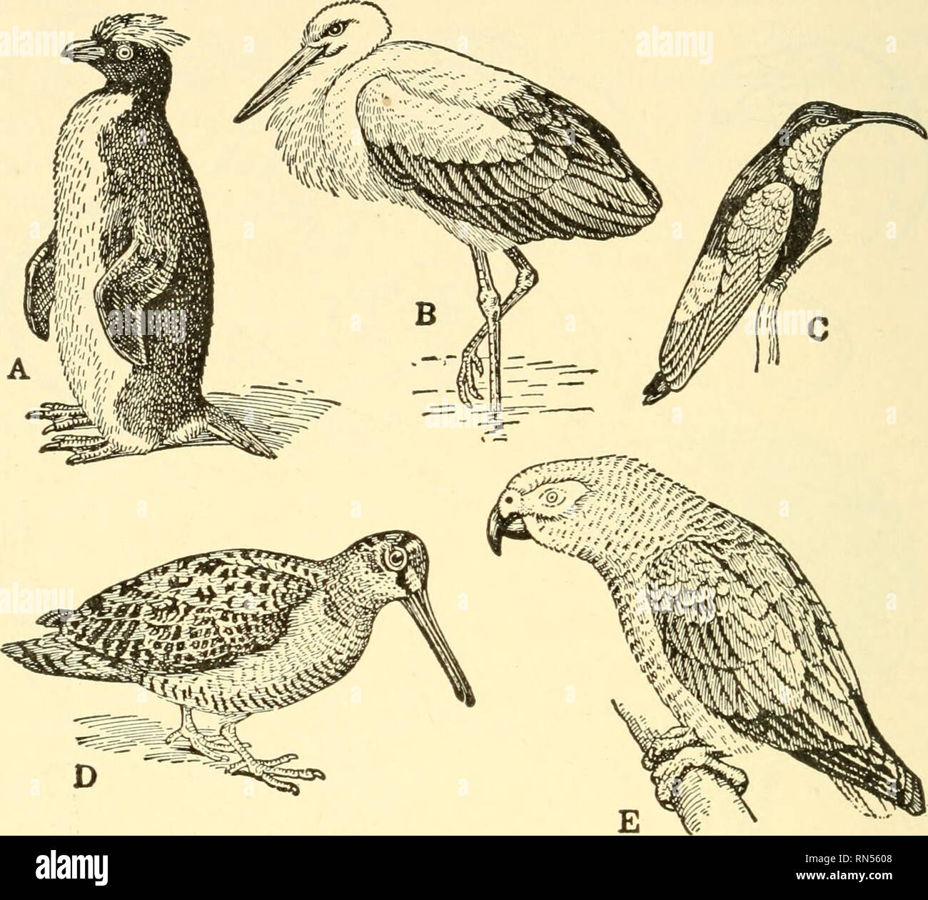 . Animal biology. Biology; Zoology; Physiology. 126 ANIMAL BIOLOGY inconceivable numbers of destructive Insects and weed seeds. (Figs. 236, 239, 266.). Fig. 86. — Carinate Birds. A, Penguin, Eudyptes chrysocoma; B, Stork, Ciconia alba; C, Hummingbird, Eulampis jugularis; D, Woodcock, Scolopax rusticula; E, Parrot, Psitlacus erithacus. (From Newman, after Lydekker and Evans.) E. Mammals With the class Mammalia we reach the highest forms of life on the Earth, culminating in Man, so here naturally our interest is chiefly focussed. But since considerable attention is to be given a little later to  Stock Photo