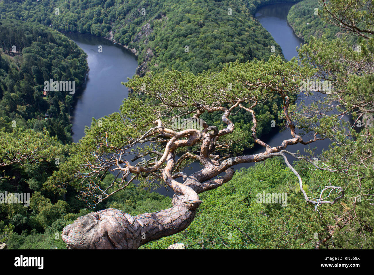 Vltava river horseshoe meander Maj, vantage point with tree, Czech republic Stock Photo