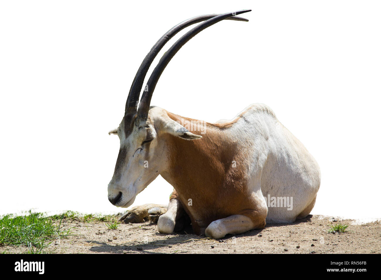 Scimitar oryx lying on grass ground isolated on white background Stock Photo