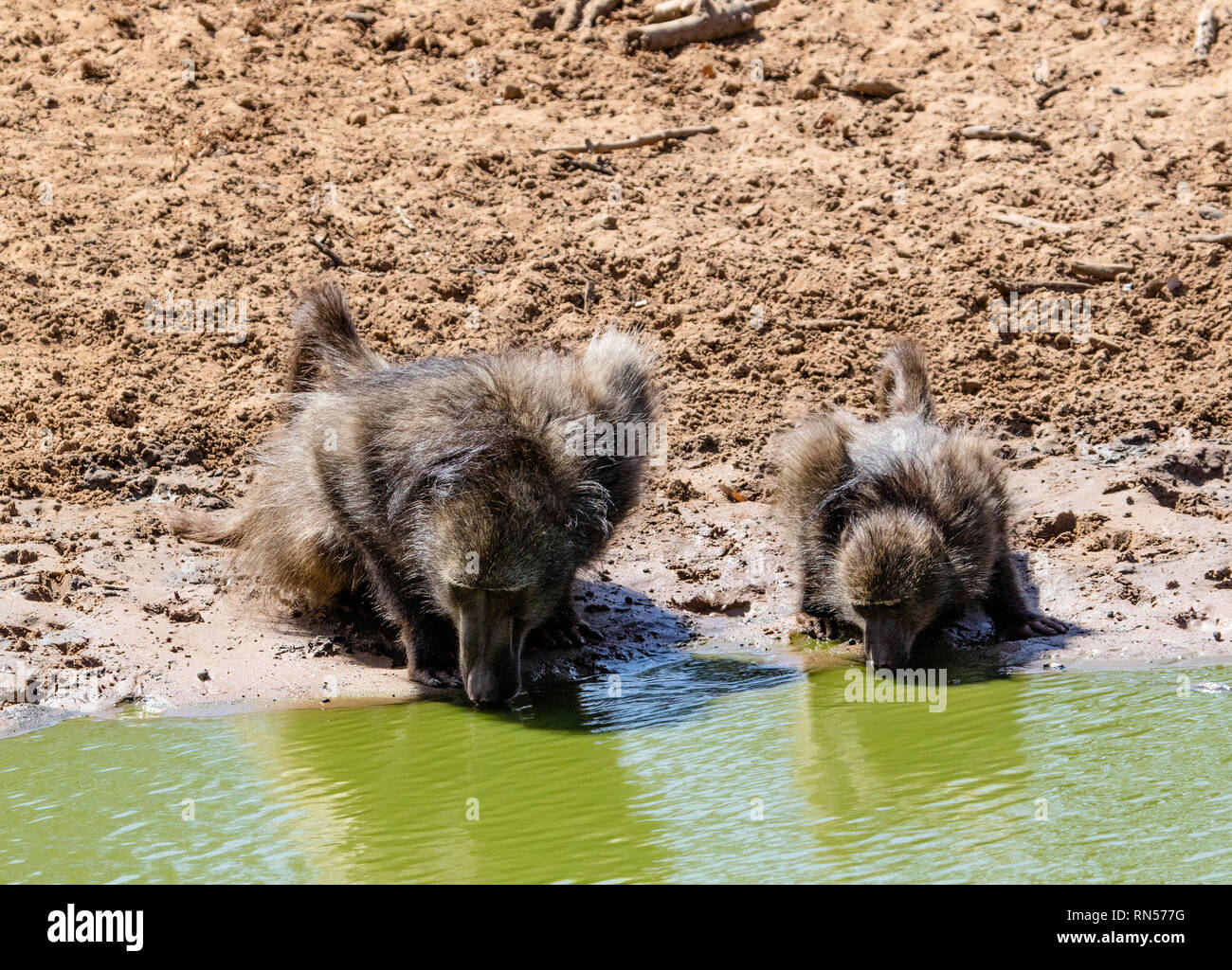 two monkeys drink in a pool of water Stock Photo