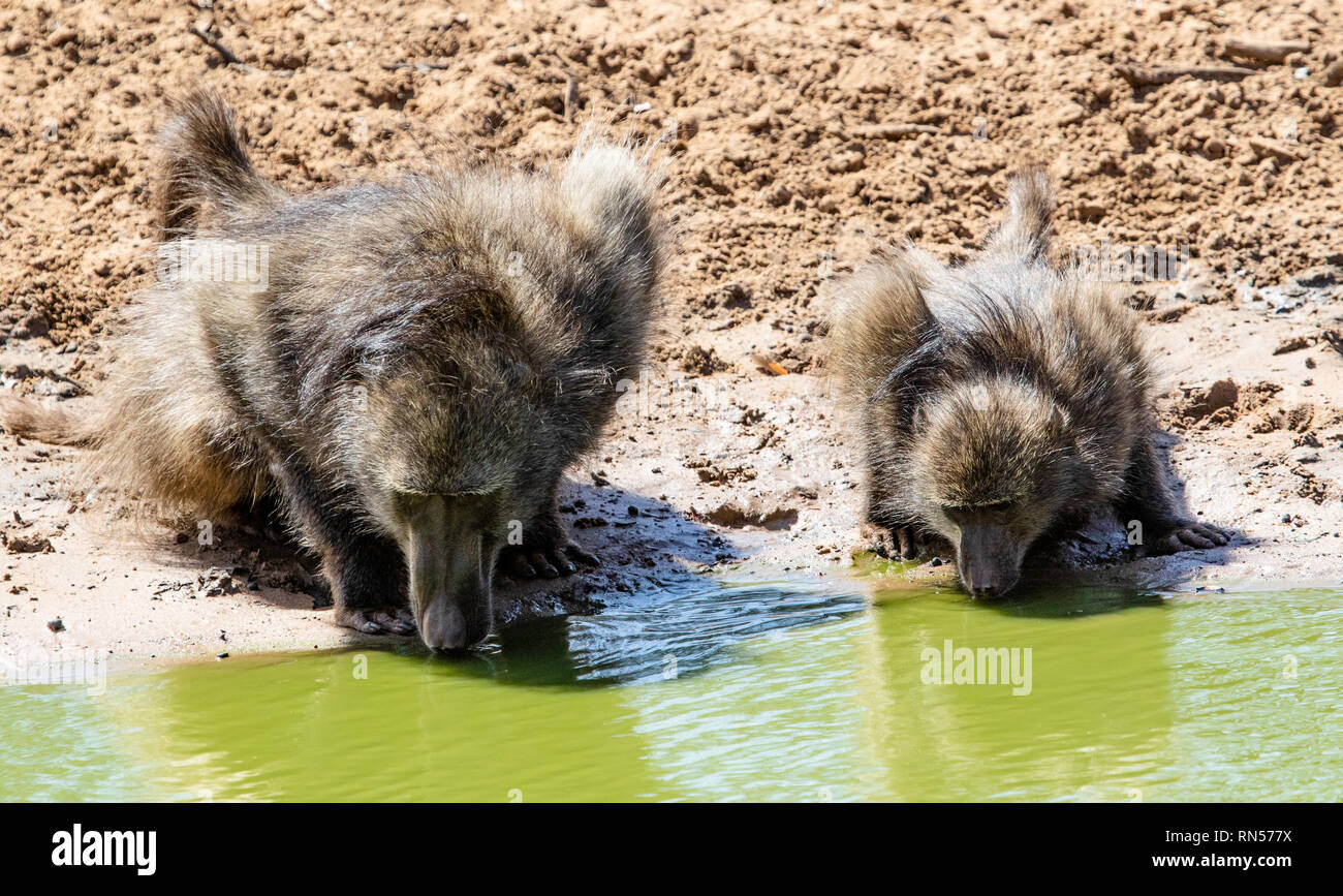 two monkeys drink in a pool of water Stock Photo