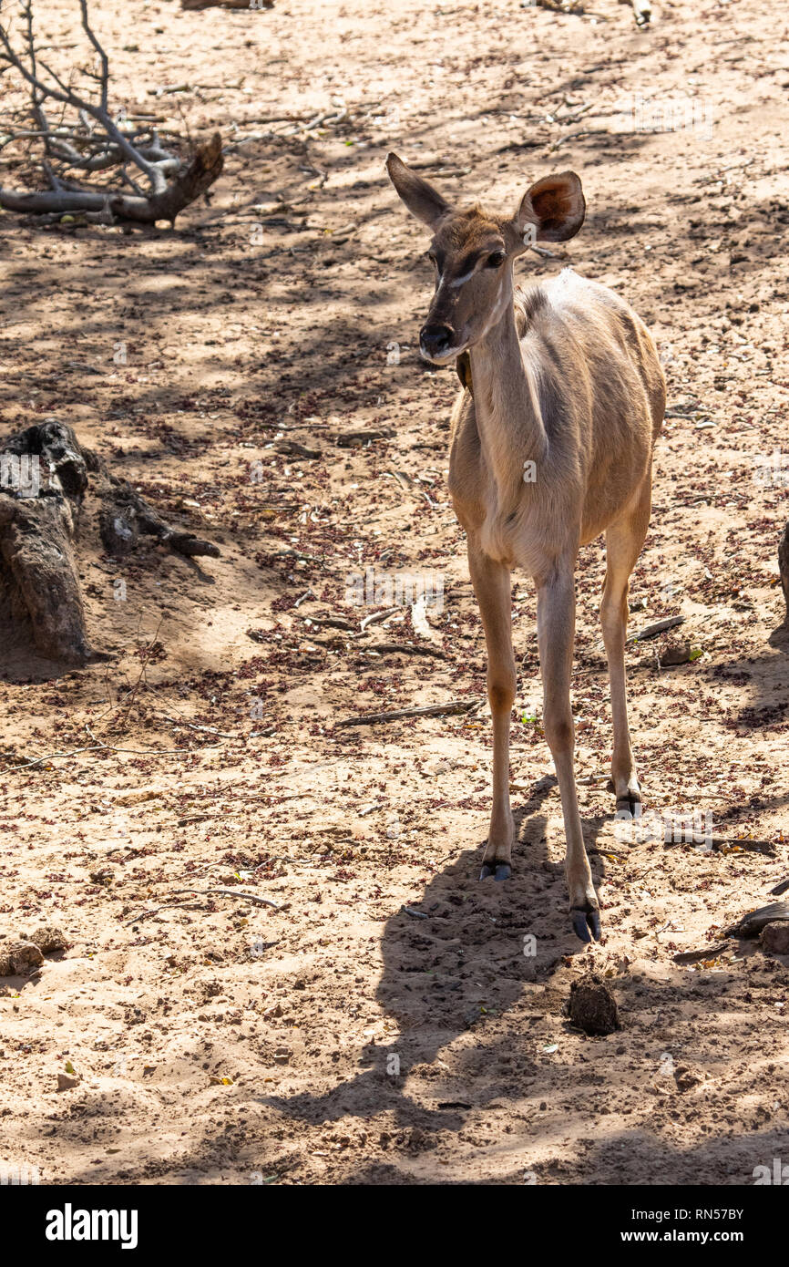 An Impala Walk In A Row In The Bush Stock Photo Alamy