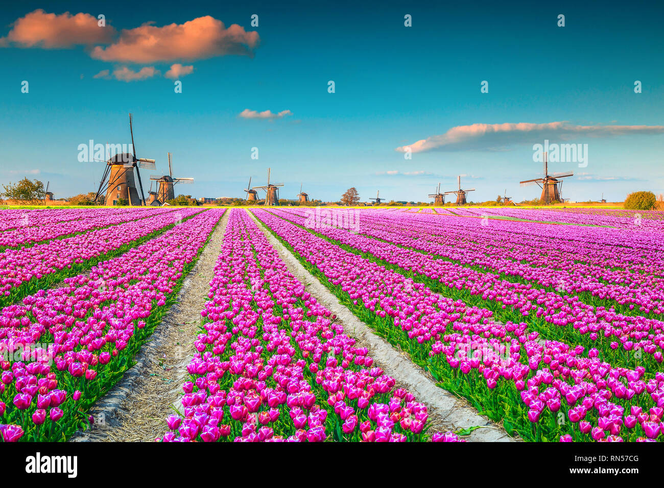 Famous travel and touristic destination. Majestic colorful tulip fields with traditional old dutch windmills in background, Kinderdijk, Netherlands, E Stock Photo