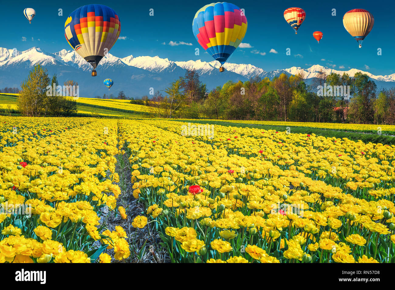 Stunning nature landscape and travel concept. Amazing yellow tulip fields and high snowy mountains in background with colorful hot air balloons, Trans Stock Photo