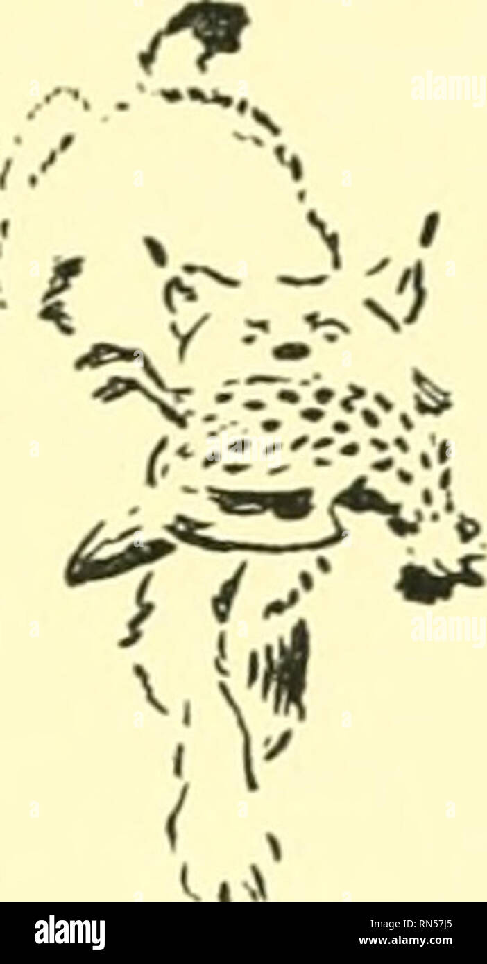. Animal heroes; being the histories of a cat, a dog, a pigeon, a lynx, two wolves & a reindeer and in elucidation of the same over 200 drawings. Animals, Legends and stories of. . Please note that these images are extracted from scanned page images that may have been digitally enhanced for readability - coloration and appearance of these illustrations may not perfectly resemble the original work.. Seton, Ernest Thompson, 1860-1946. New York Scribner Stock Photo