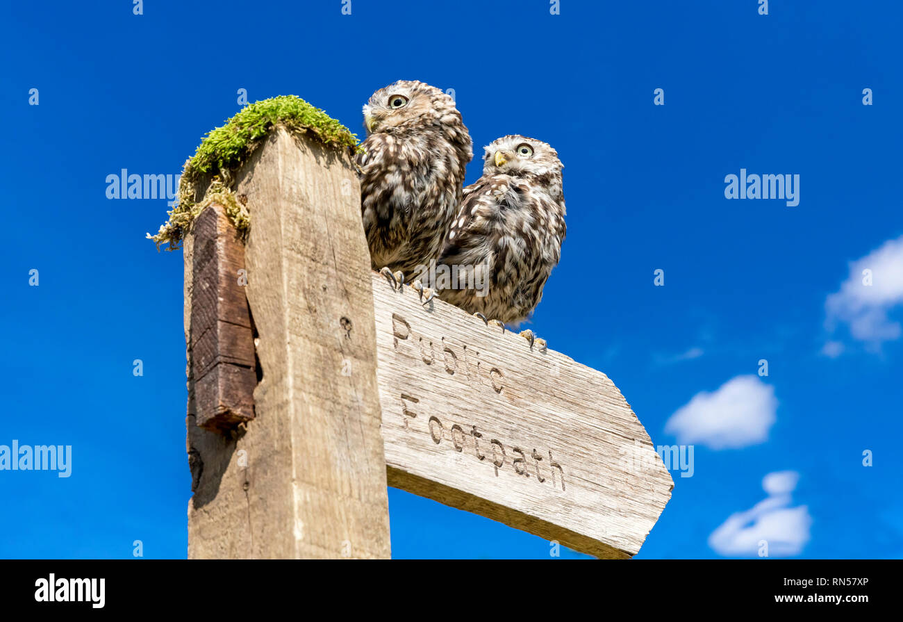 Two Little Owls in natural countryside setting, perched on a Public Footpath signpost which is pointing to the right.  Bright blue sky background. Stock Photo