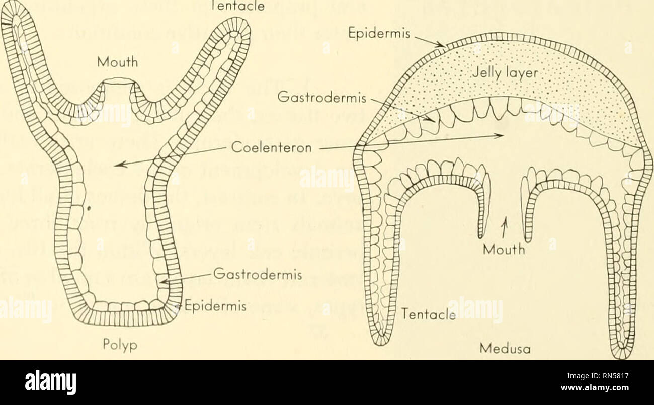 sea anemone labeled diagram