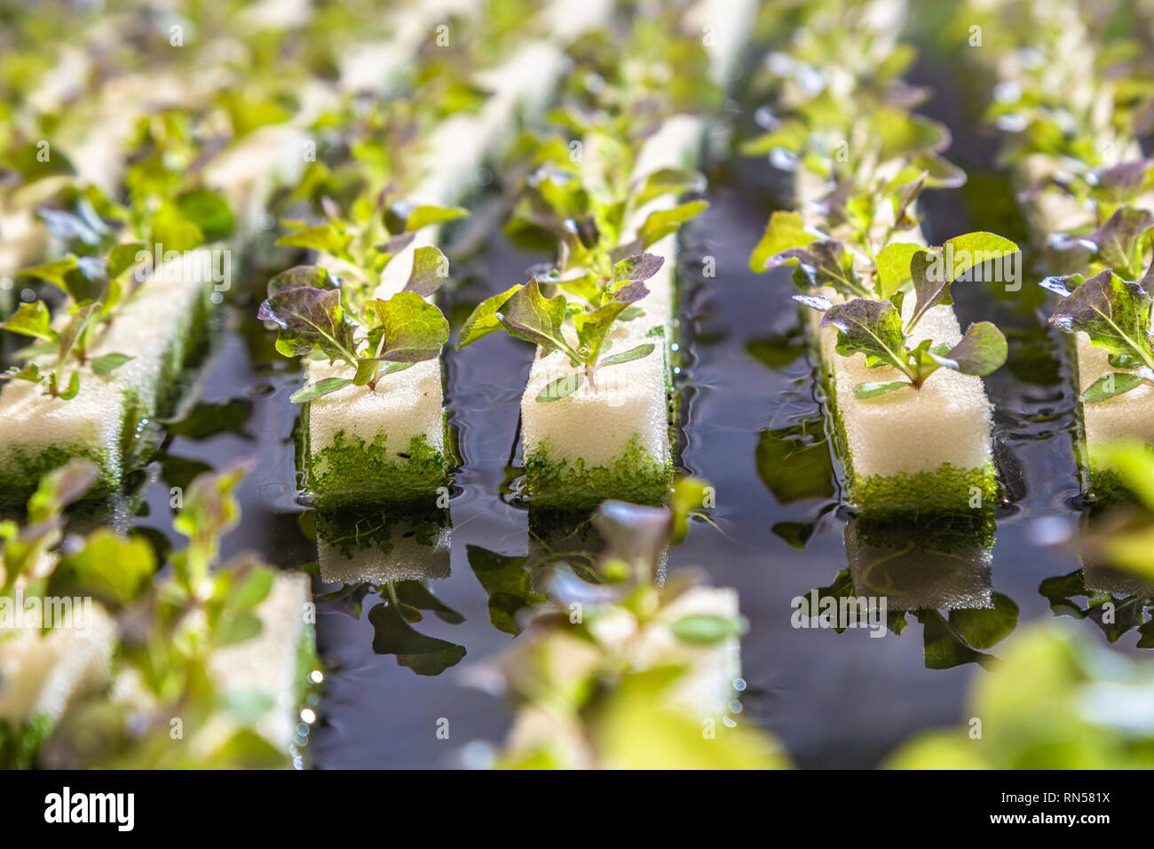 Close up of young hydroponics vegetables , including several types of
