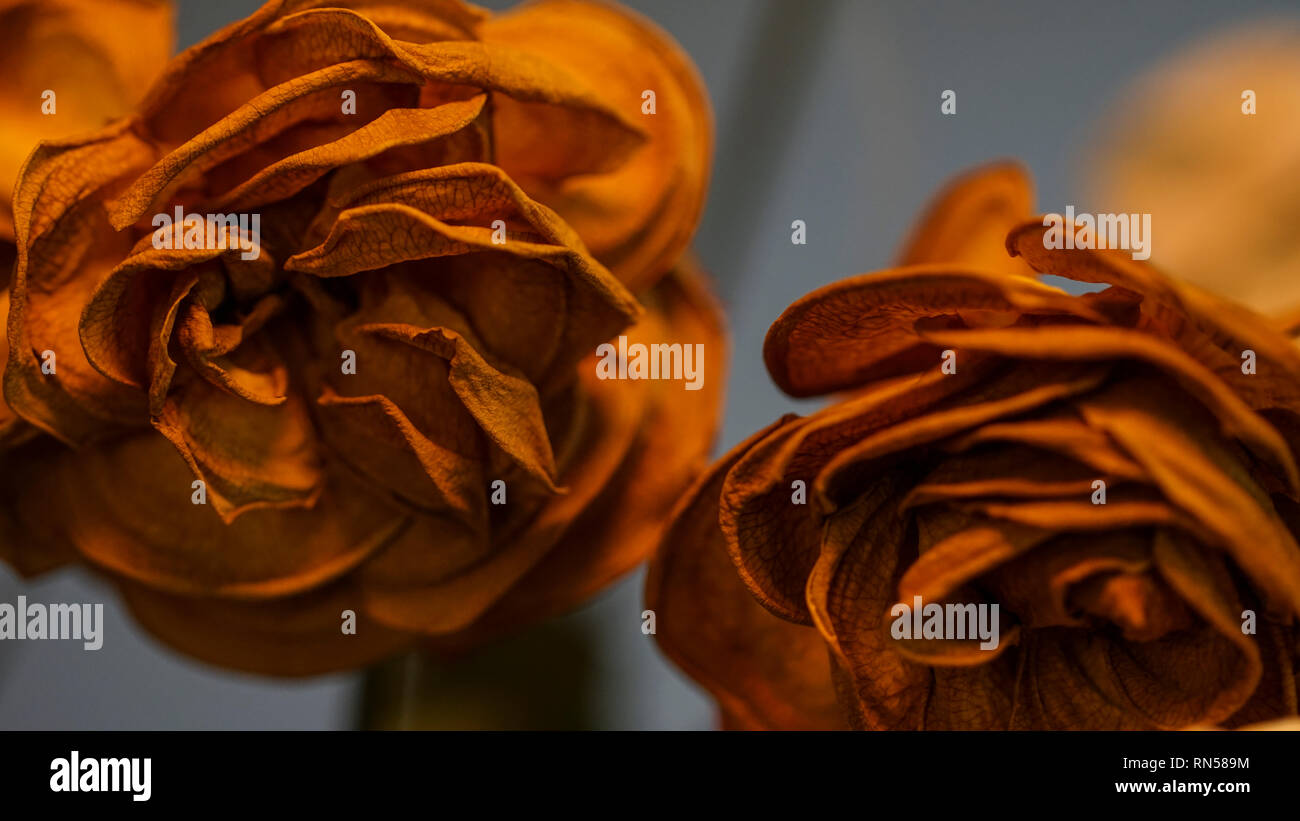 dry rose bouquet close up Stock Photo Alamy