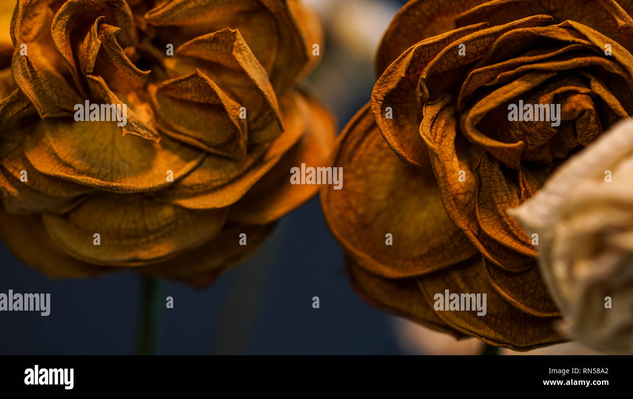 dry rose bouquet close up Stock Photo Alamy
