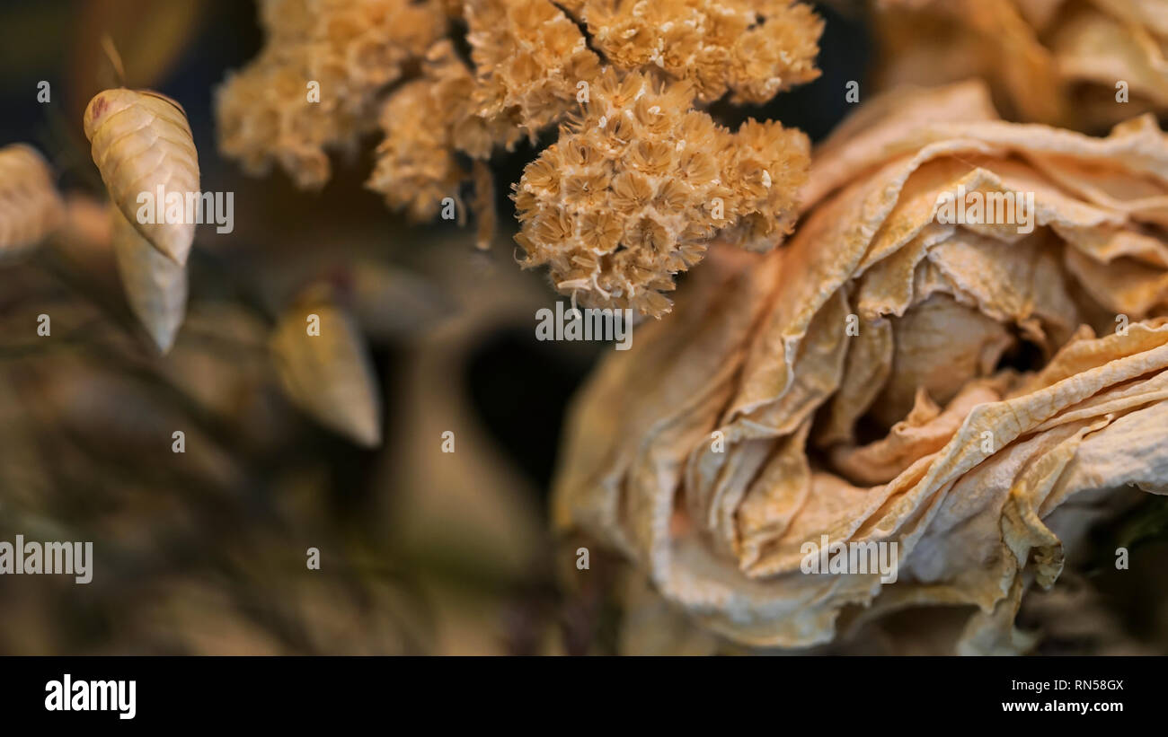 dry rose bouquet close up Stock Photo Alamy