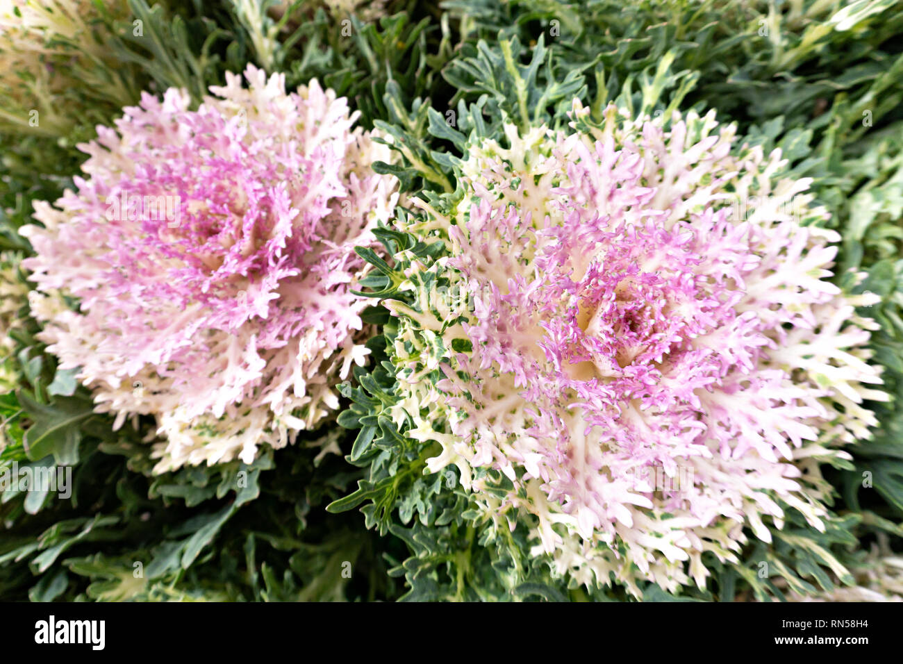 Purple cabbage or brassica oleracea. Natural ornamental vegetable. Vegetal background Stock Photo