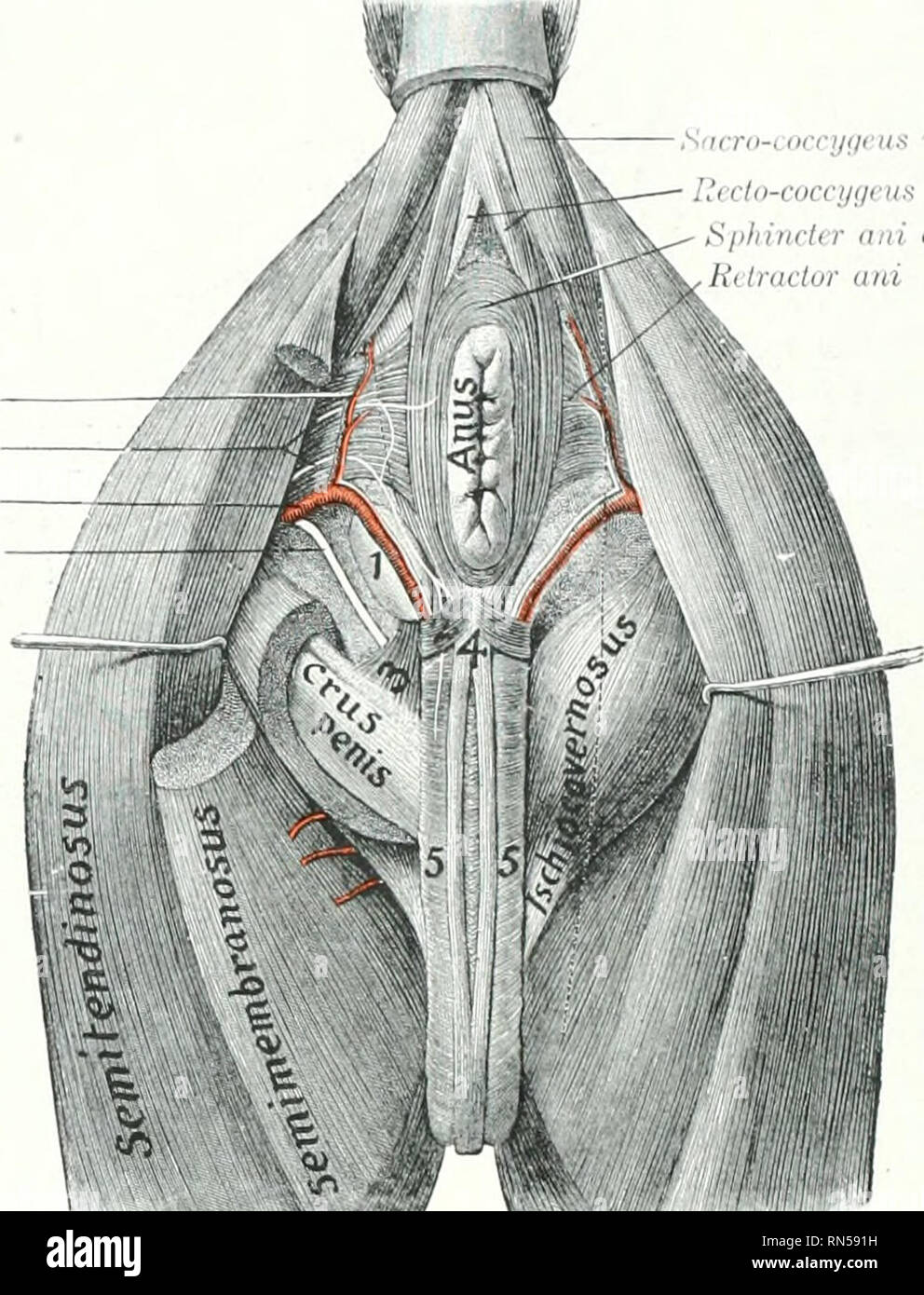 . The anatomy of the domestic animals. Veterinary anatomy. 668 BLOOD-VASCULAR SYSTEM OF THE HORSE collateral branches an- (U'tai'h('(l to the ureter, the eiiiilidyinis, anil the spermatic conl. V a. The utero-ovarian arteries in the female eorrespontl to the preceding ves- sels, but arc much larger and shorter. Each is placed in the anterior part of the broad ligament of the uterus and divides into ovarian and uterine branches. The ovarian artery (.. ovarica) pursues a flexuous course to the ovary, which it supplies. Till' anterior uterine artery (A. uterina cranialis) passes to the concave b Stock Photo