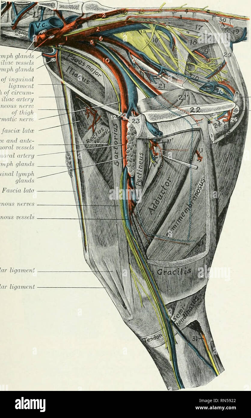 The anatomy of the domestic animals. Veterinary anatomy. BRANCHES OF THE  ABDOMINAL AORTA 667 Internal iliac lymph gland: CiTcumflex iliac vessels  EiUrnaliliaclymph ijlands Remnant of iniiiinal U,r.,mn,t Posteriiir  lirnin-li of lininn-