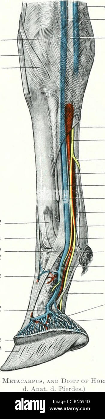 Annular Ligament Horse