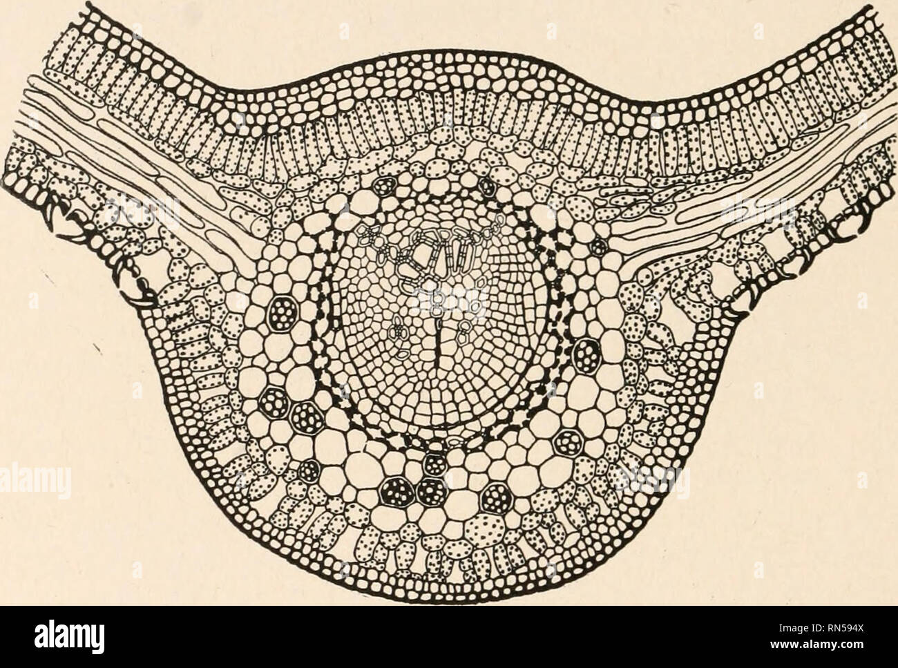 . The anatomy of woody plants. Botany Anatomy. 300 THE ANATOMY OF