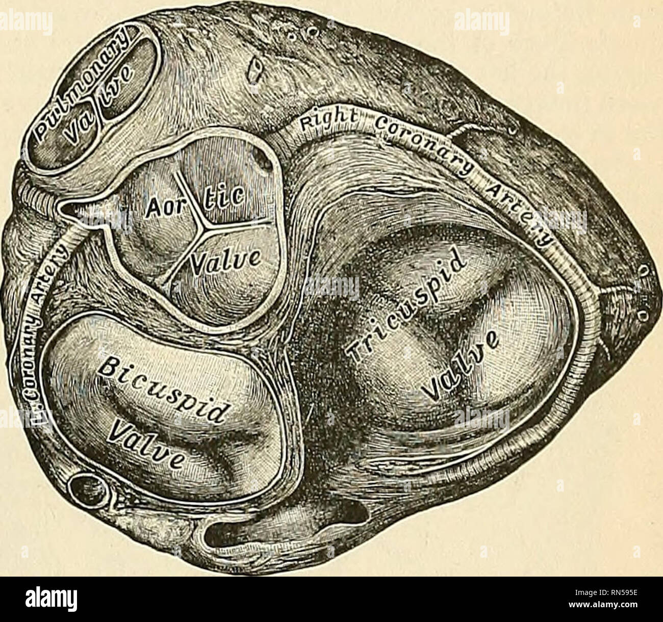 . Anatomy, descriptive and applied. Anatomy. THE HEART 561 consists of