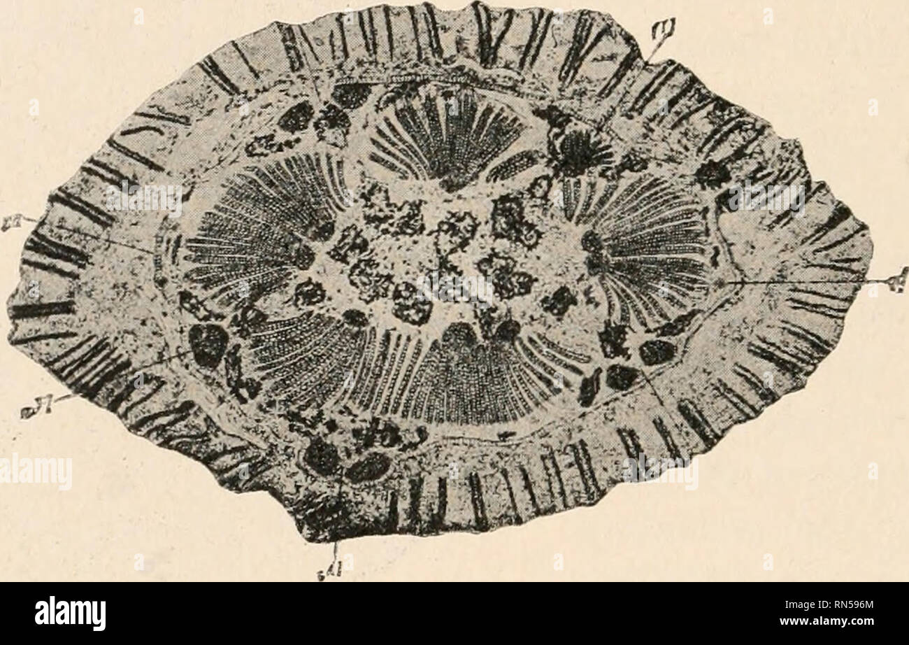 . The anatomy of woody plants. Botany -- Anatomy. 296 THE ANATOMY OF WOODY PLANTS nests of cells which are duplicated by similar structures in the cortex. The inner surface of the cylinder of xylem shows clusters of primary wood which sharply contrast with the secondary region by the irregularity of the arrangement of the elements and the absence of rays. Fig. 211 illustrates a portion of the cylinder more highly magnified, and with the greater enlargement the distinct and mesarch character of the primary region becomes apparent. The secondary wood is characterized both by its regularly radial Stock Photo