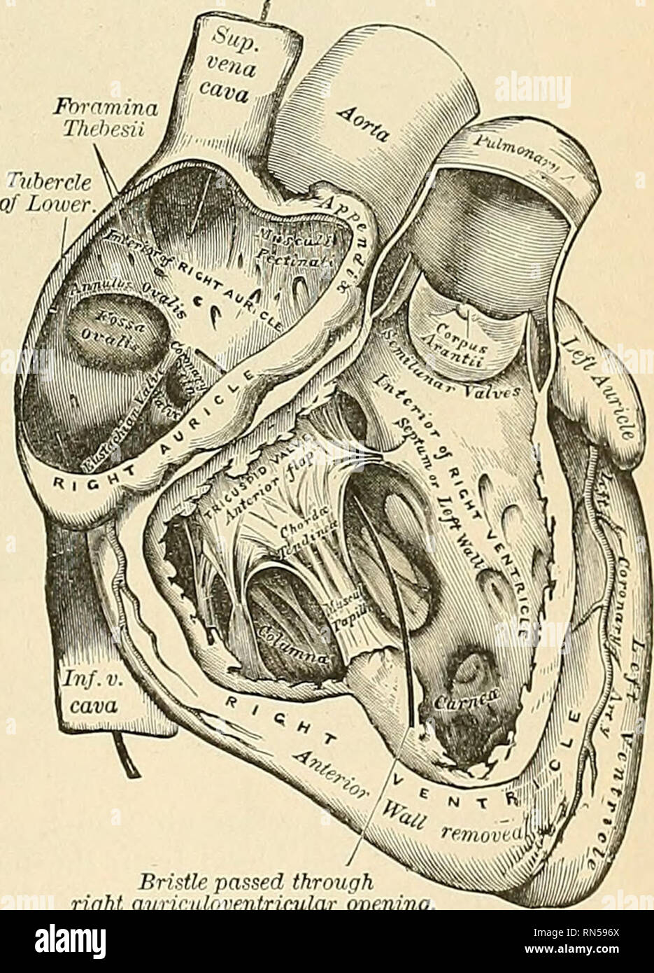 Coronary Sinus High Resolution Stock Photography And Images Alamy