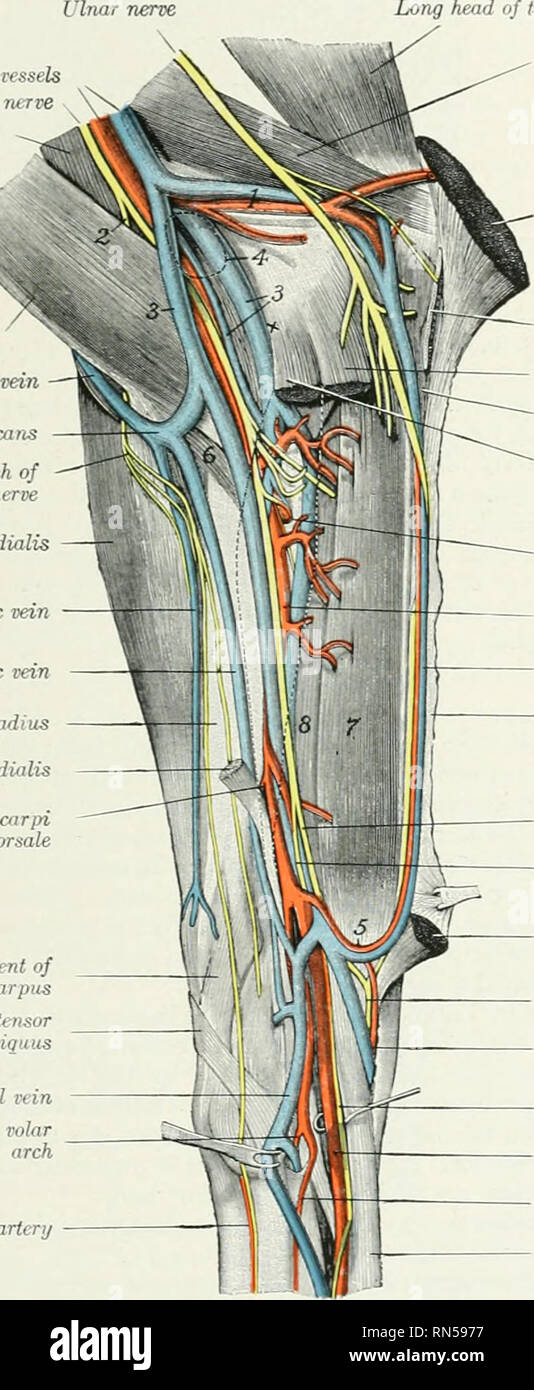 . The anatomy of the domestic animals. Veterinary anatomy. THE BHACHIAL ARTERY 653 border of the extensor carpi and supplies cutaneous twigs. Anastomoses occur with the ulnar and recurrent interosseous arteries. The point of origin is inconstant and it is not uncommon to find two arteries in.stead of one. Often a large branch for the posterior deep pectoral muscle is detached close to the origin or arises from the brachial direct!}-. Brachial vessels Median nerve Coraco-brachialis Biceps brachii Cephalic vein Vena communicans Cutaneoiis branch of m uscuto-cuianeous nerve Extensor carpi radiali Stock Photo