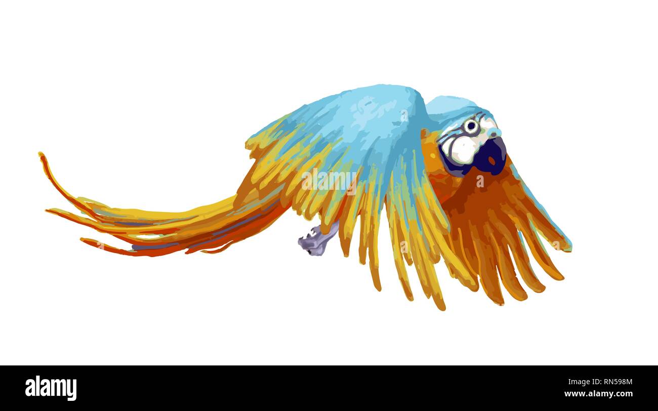 Flying parrot, cartoon animal on white Stock Vector Image & Art - Alamy