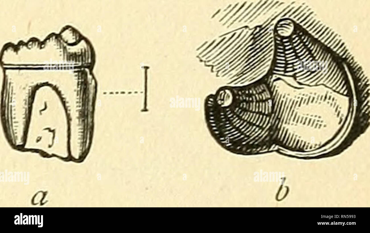 . The ancient life-history of the earth; a comprehensive outline of the principles and leading facts of palaeontological science. Paleontology. Fig. 156.—Lower jaw oi Dromatherium sylvestre. Trias, North Carolina. (After Emmons.). Fig. 157.—a. Molar tooth of Microlestes afitiqn7(s, magni- fied ; b. Crown of the same, magnified still further. Trias, Germany. be correct, these ancient Mammals belonged to the order of the Marsupials or Pouched Quadrupeds {Marsupialia), which. Please note that these images are extracted from scanned page images that may have been digitally enhanced for readability Stock Photo