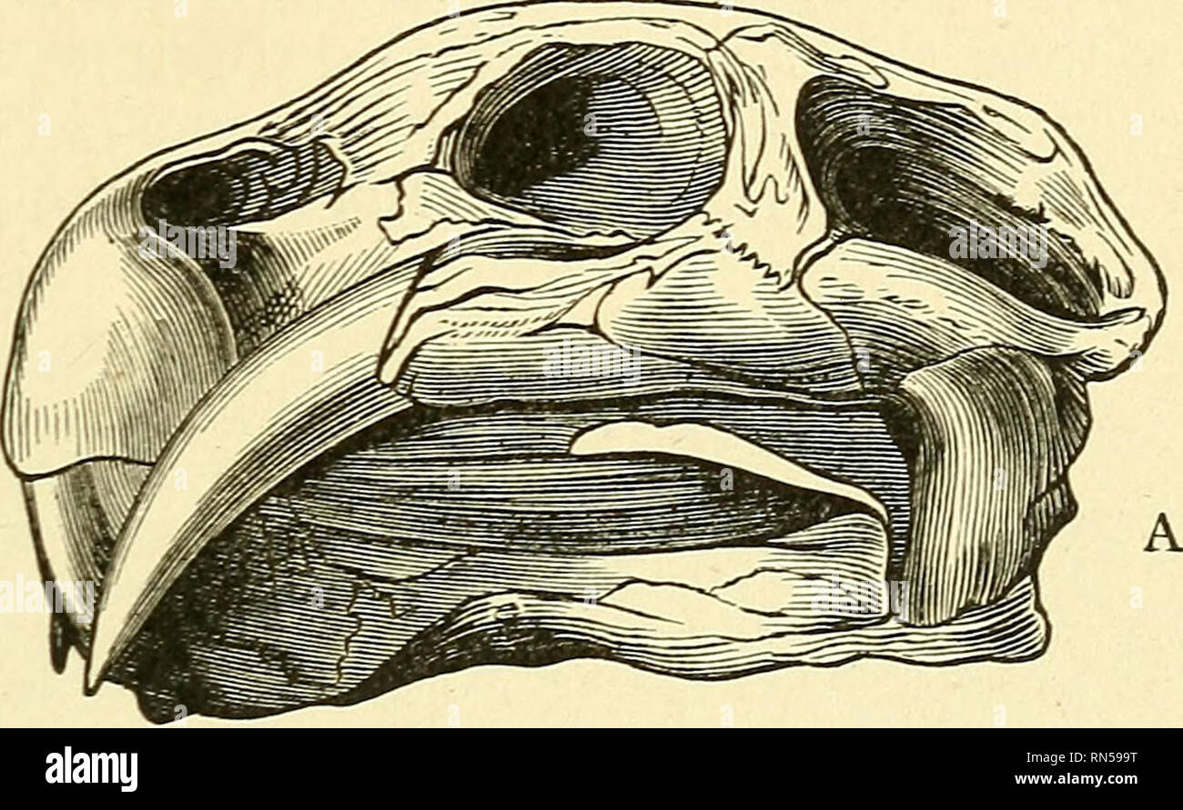 Toothless reptiles hi-res stock photography and images - Alamy