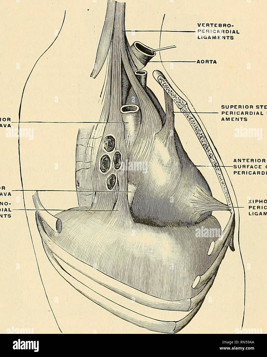 . Anatomy, descriptive and applied. Anatomy. THE PEBTCARDIUM 549 the upper passing to the manubrium, and the lower to the ensiform cartilage. Behind, it rests upon the bronchi, the oesophagus, and the descending aorta. Laterally, it is covered by the pleurse, and is in relation to the inner surface of the lungs; the phrenic nerve with its accompanying vessels descends between the pericardium and pleura on either side (Fig. 409). The vessels receiving fibrous prolongation from this membrane are the aorta, the superior vena cava, the right and left pulmonary arteries, the four pulmonary veins, a Stock Photo