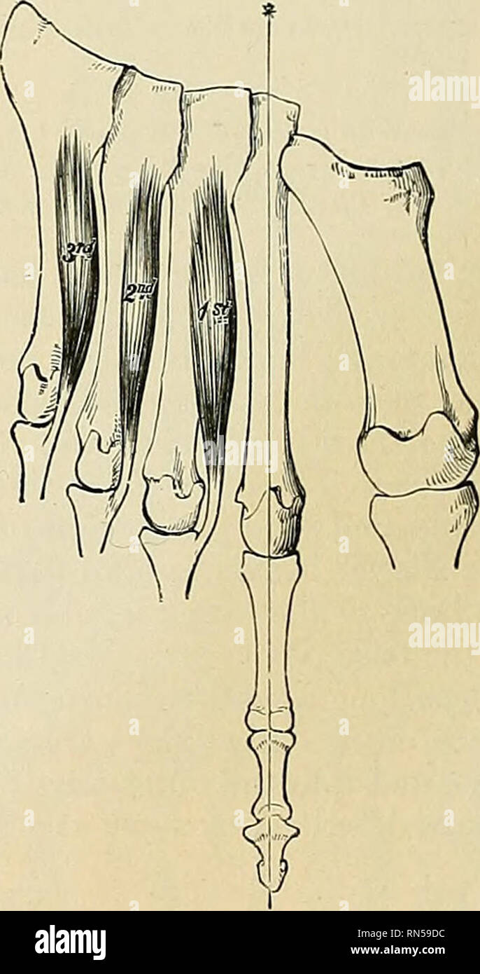 . Anatomy, descriptive and applied. Anatomy. Fig. 399.—The Dorsal interossei. Left foot. The line marked by an * is that from which abduction is performed. Fig. 400.—The Plantar interossei. Left foot. The line marked by an * is that to which adduction is made. same toe outward; the third draws the third toe, and the fourth draws the fourth toe, in the same direction. Like the Interossei in the hand, they also help to flex the proximal phalanges and to extend the two terminal phalanges. The Abductor hallucis abducts the great toe from the others, and also flexes the proximal phalanx of this toe Stock Photo