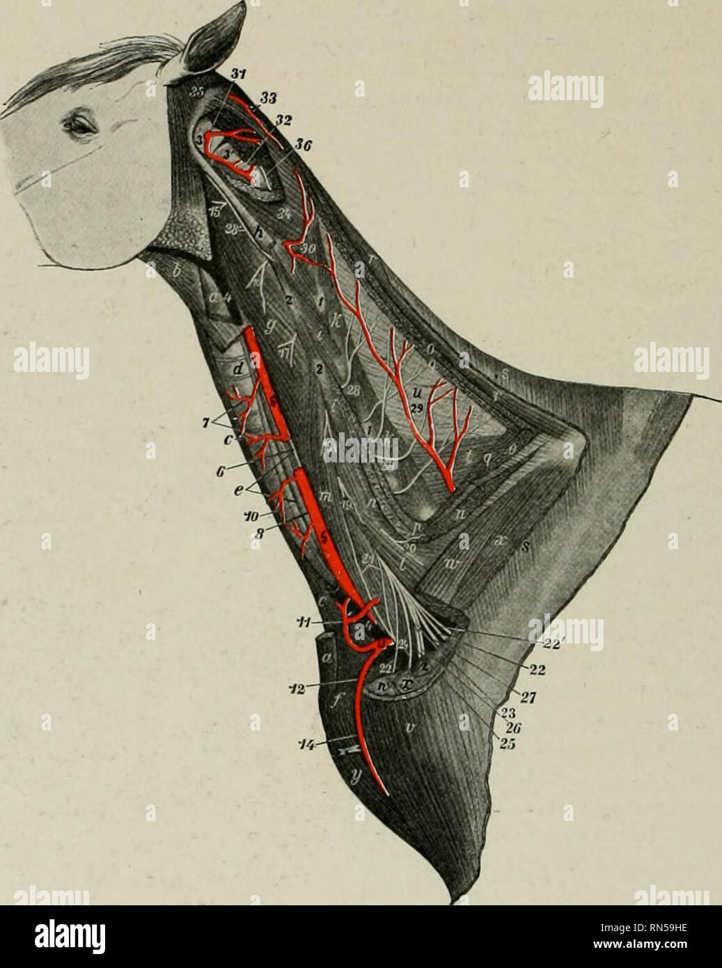 . The anatomy of the domestic animals. Veterinary anatomy. 638 BLOOD