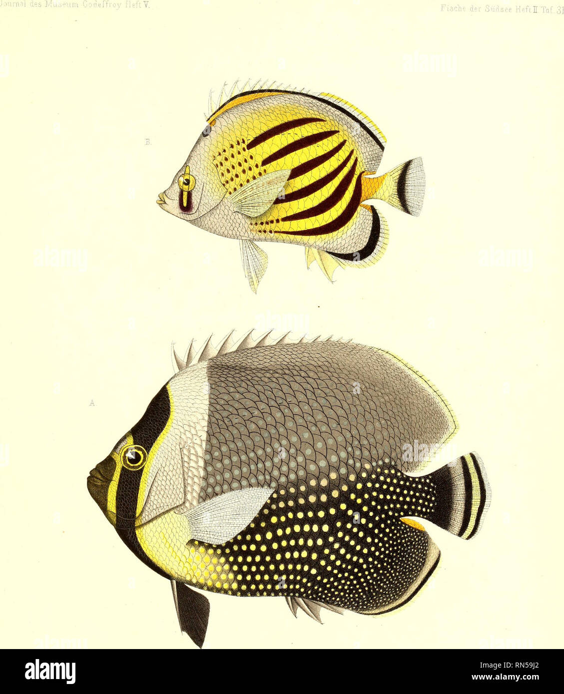 . Andrew Garrett's Fische der Südsee. Fishes; Fishes; Natural history. A Chaetodoii collans, B. Chaetodon pelewensis. Please note that these images are extracted from scanned page images that may have been digitally enhanced for readability - coloration and appearance of these illustrations may not perfectly resemble the original work.. Garrett, Andrew; Günther, Albert C. L. G. (Albert Carl Ludwig Gotthilf), 1830-1914; Ford, G. H. (George Henry), 1809-1876, ill; Library of Congress, former owner. DSI. Hamburg : L. Friederichsen &amp; Co. Stock Photo