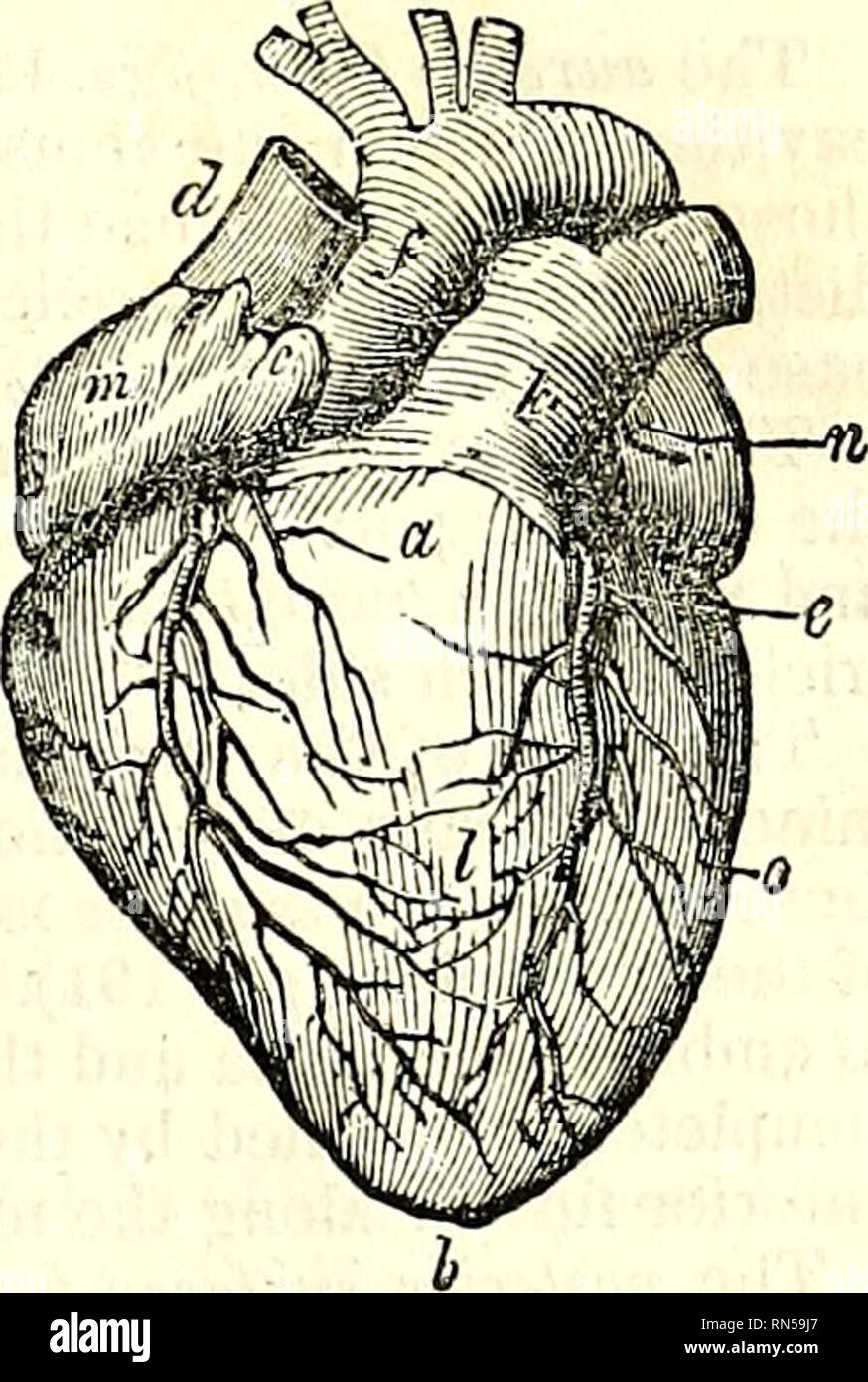 The Anatomy Of The Human Body Human Anatomy Anatomy The Heart 481 By The Ancients The Arterial Portion Because The Arteries Arise From It Presents For Our Consideration An Anterior And