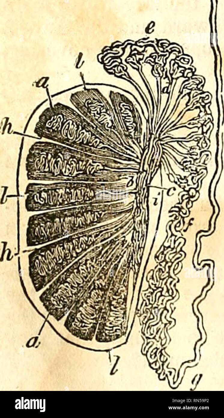 . The anatomy of the human body. Human anatomy; Anatomy. substance of