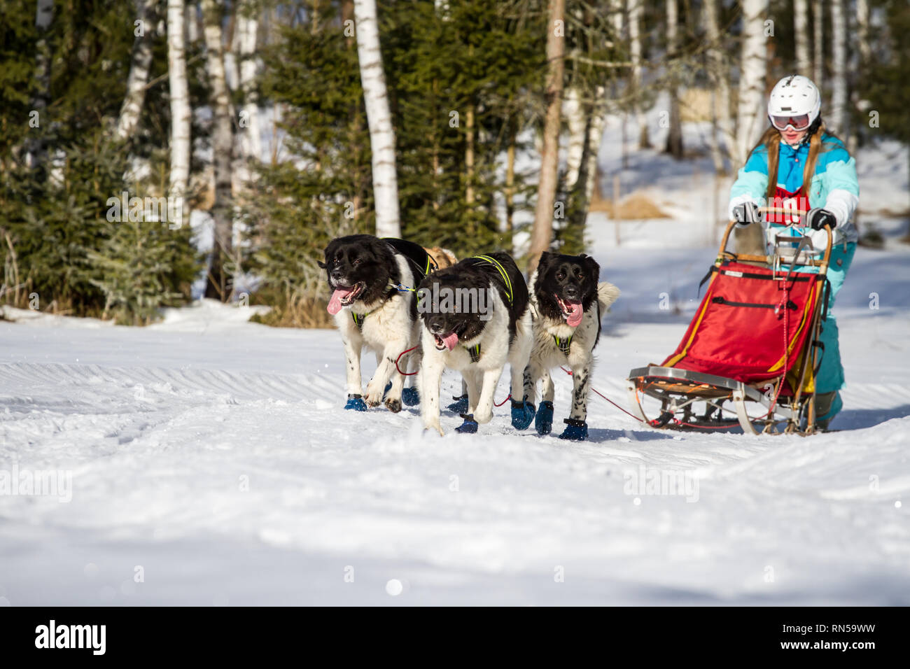 Český horský pes (Czech Mountain dog) @ sled dog race, Czech Republic Stock Photo