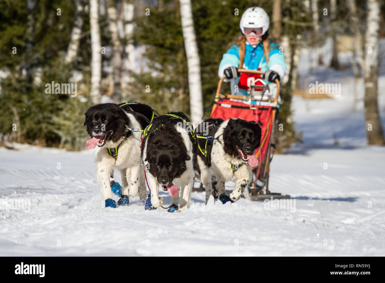 Bernese mountain dog sled cheap
