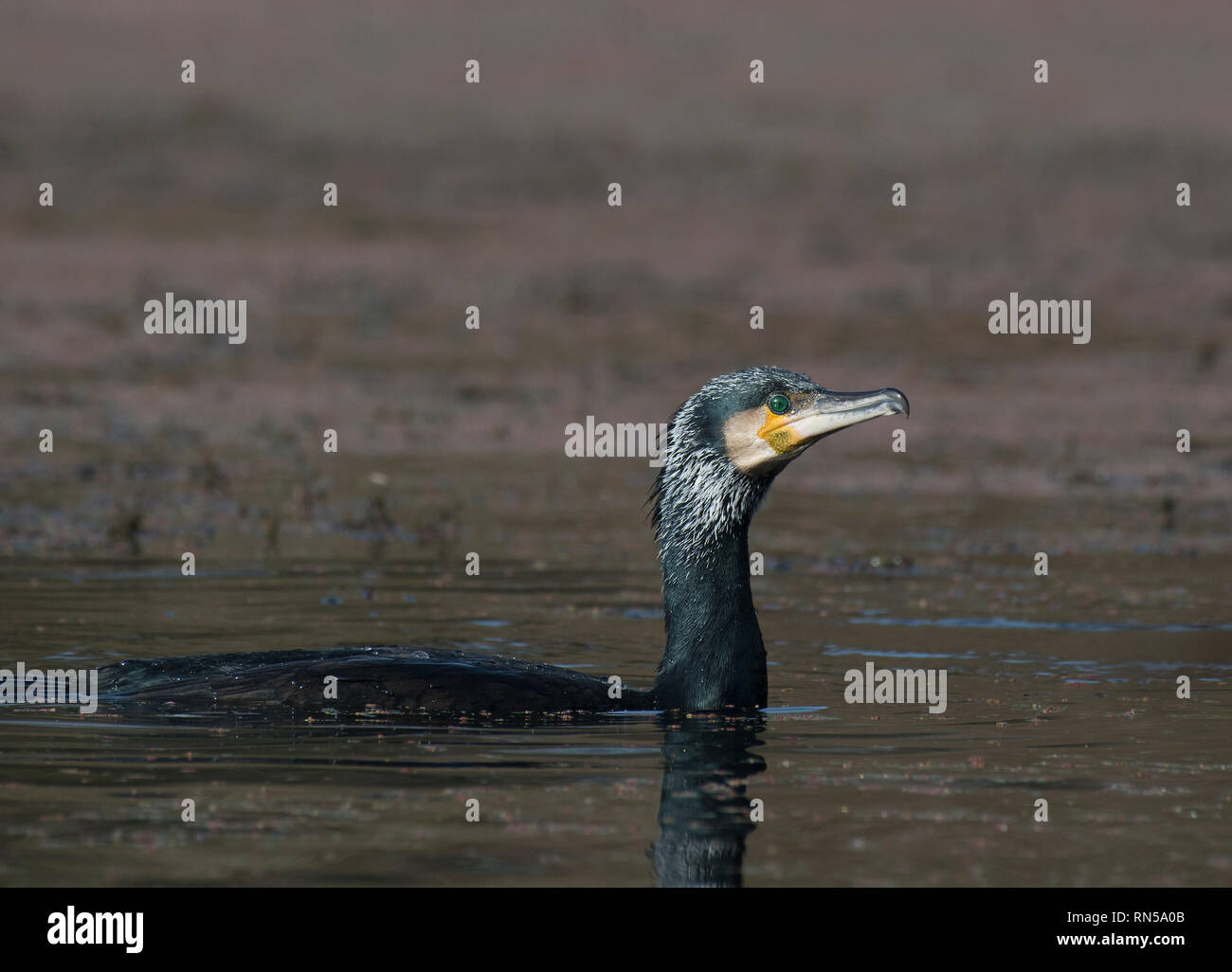 Great cormorant, Phalacrocorax carbo, swimming in pond weed, Stanley Park, Blackpool, Lancashire, UK Stock Photo