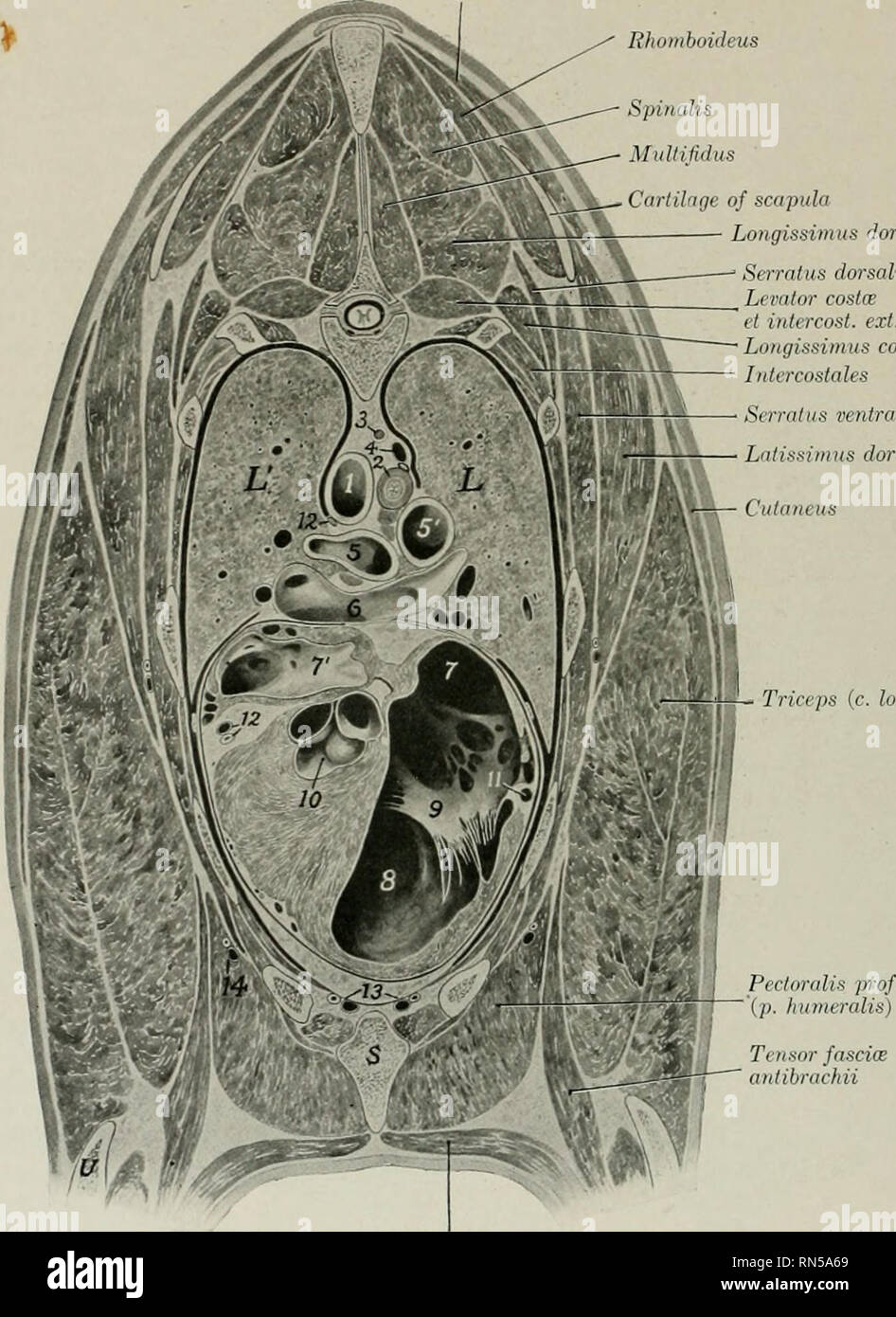 Rhomboideus High Resolution Stock Photography And Images Alamy