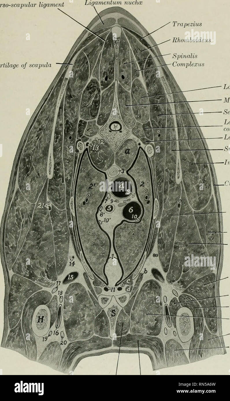 Page 2 Subscapularis High Resolution Stock Photography And Images Alamy