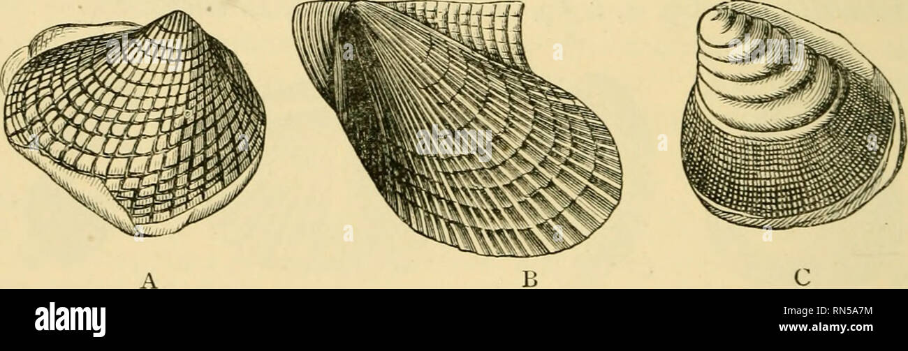 . The ancient life-history of the earth; a comprehensive outline of the principles and leading facts of palæontological science. Paleontology. Fig. ?jo.—PcJitanienis Knightii. Wenlock and Ludlow. The right-hand figure shows the internal partitions of the shell. little of special interest; for though sufficiently numerous, they are rarely well preserved, and their true affinities are often uti- certain. Amongst the most characteristic genera of this period may be mentioned Cardiola (hg. 71, A and C) and Ffirinea (fig.. Fig. 71.—Upper Silurian Bivalves, A, Cardiola interr7t^ta,'WevAocV and Ludlo Stock Photo