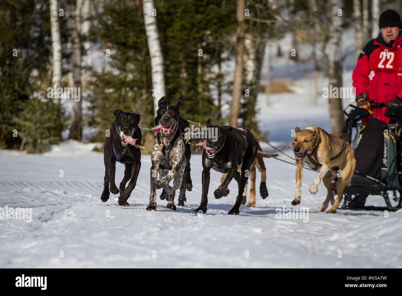 alaskan husky race