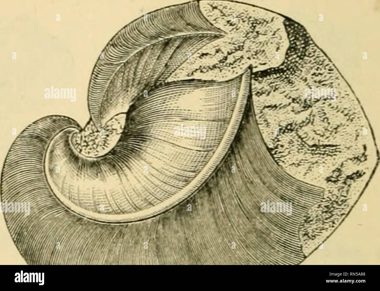 . The ancient life-history of the earth; a comprehensive outline of the principles and leading facts of palæontological science. Paleontology. Fig. ?jo.—PcJitanienis Knightii. Wenlock and Ludlow. The right-hand figure shows the internal partitions of the shell. little of special interest; for though sufficiently numerous, they are rarely well preserved, and their true affinities are often uti- certain. Amongst the most characteristic genera of this period may be mentioned Cardiola (hg. 71, A and C) and Ffirinea (fig.. Please note that these images are extracted from scanned page images that ma Stock Photo
