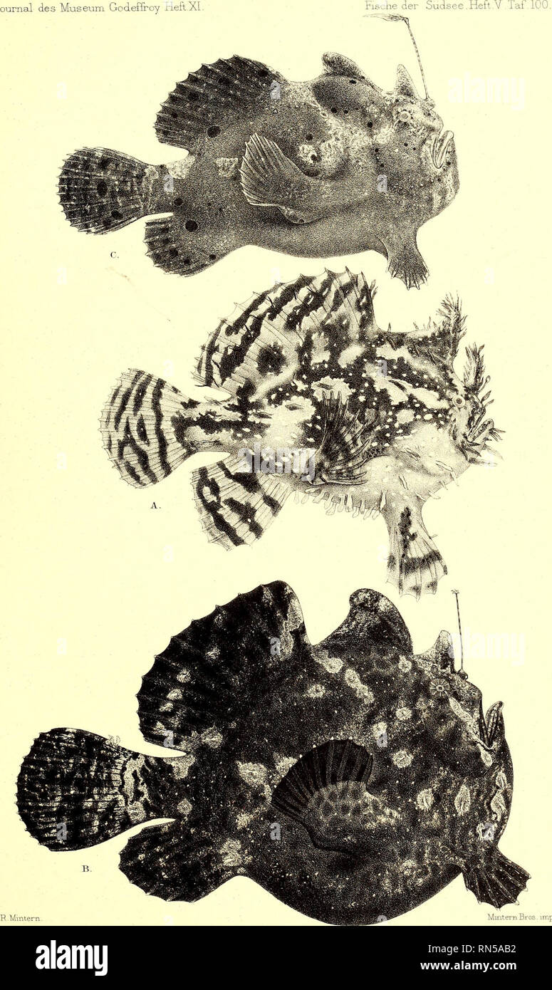 . Andrew Garrett's Fische der Südsee. Fishes; Fishes; Natural history. J(. A.Antennarhis marmoratus. B Sc C.Antennarxus commersonn, vor. Please note that these images are extracted from scanned page images that may have been digitally enhanced for readability - coloration and appearance of these illustrations may not perfectly resemble the original work.. Garrett, Andrew; Günther, Albert C. L. G. (Albert Carl Ludwig Gotthilf), 1830-1914; Ford, G. H. (George Henry), 1809-1876, ill; Library of Congress, former owner. DSI. Hamburg : L. Friederichsen &amp; Co. Stock Photo