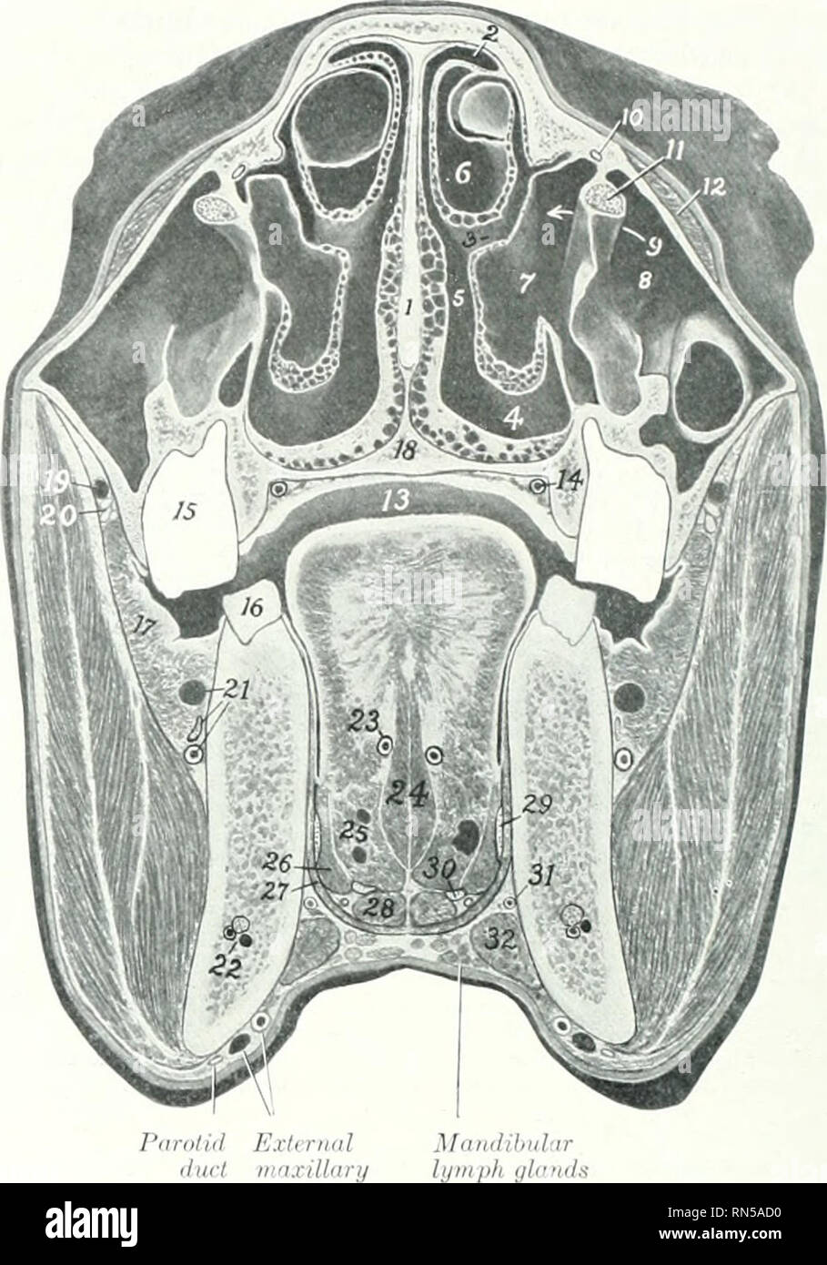 China U Shaped Wood Treads Staircase Exterior Home Stair