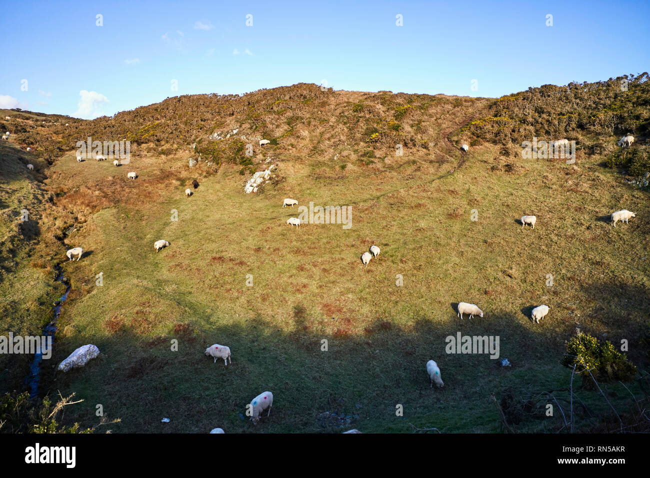 Sheep grazing on a Manx hillside part in shade part in sun on a winter day Stock Photo