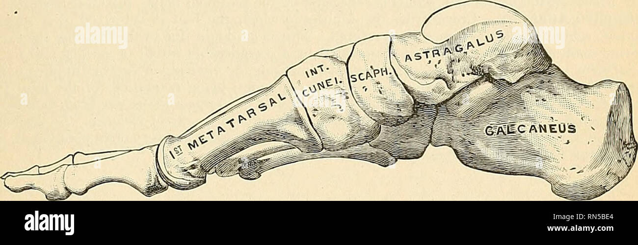 . Anatomy, descriptive and applied. Anatomy. CONSTRUCTION OF THE FOOT