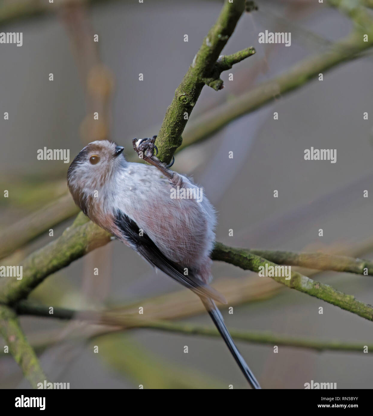Long, Tailed, Tit, Aegithalos, caudatus Stock Photo