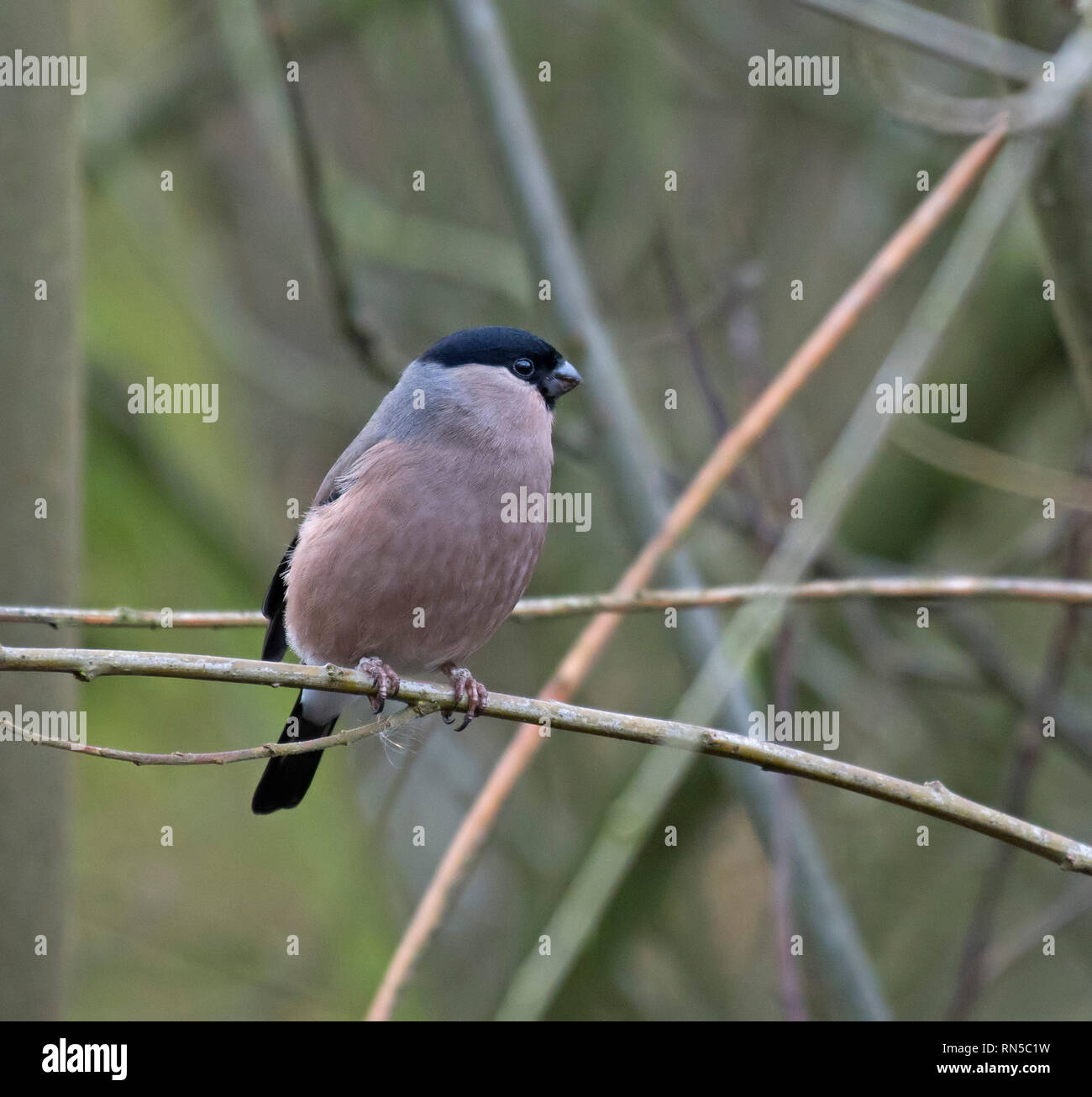 Female, Bullfinch, Pyrrhula, Pennington Flash, Leigh, Lancashire Stock Photo