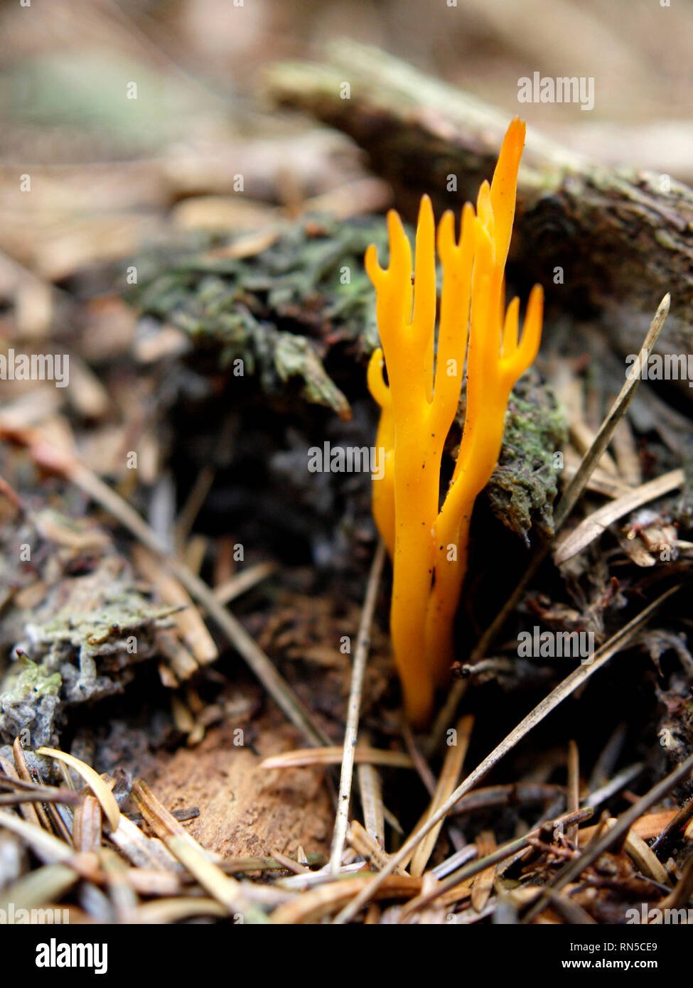 Calocera viscosa, yellow stagshorn, a jelly fungus, member of the Dacrymycetales order of fungi. UK Stock Photo